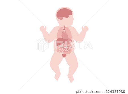 Human internal organs Human internal organs 124381988