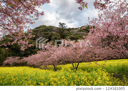 強姦花田和Kawazu櫻桃樹在盛開 124382005