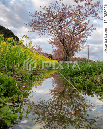 Rape flower field and Kawazu cherry tree in full bloom 124382006