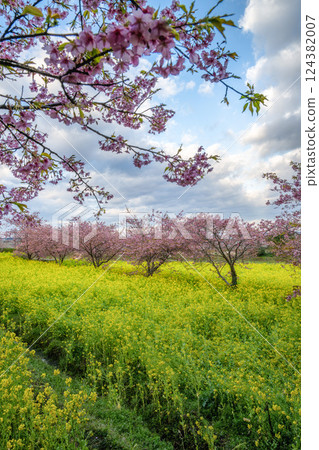 Rape flower field and Kawazu cherry tree in full bloom Rape flower field and Kawazu cherry tree in full bloom 124382007