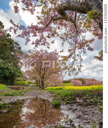 Rape flower field and Kawazu cherry tree in full bloom Rape flower field and Kawazu cherry tree in full bloom 124382008