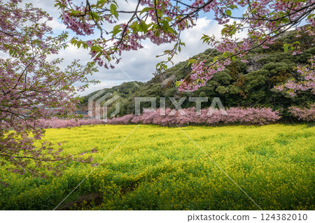 Rape flower field and Kawazu cherry tree in full bloom Rape flower field and Kawazu cherry tree in full bloom 124382010