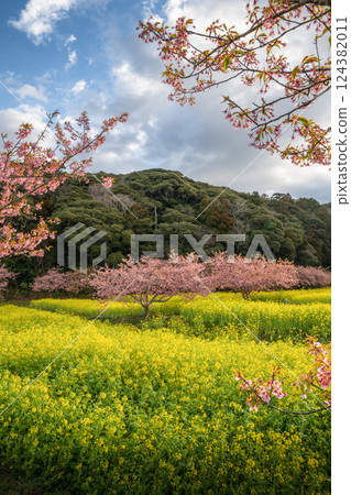 強姦花田和Kawazu櫻桃樹在盛開 124382011