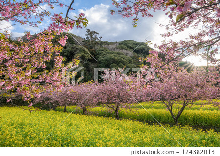 強姦花田和Kawazu櫻桃樹在盛開 124382013