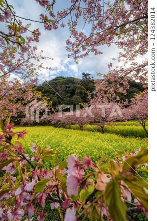 強姦花田和Kawazu櫻桃樹在盛開 強姦花田和Kawazu櫻桃樹在盛開 124382014