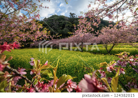 強姦花田和Kawazu櫻桃樹在盛開 124382015