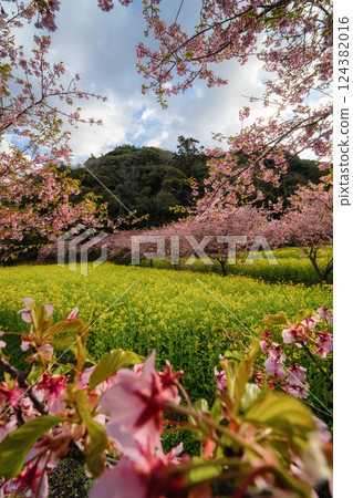 強姦花田和Kawazu櫻桃樹在盛開 124382016