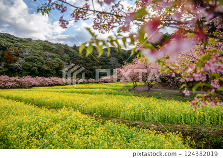 Rape flower field and Kawazu cherry tree in full bloom Rape flower field and Kawazu cherry tree in full bloom 124382019