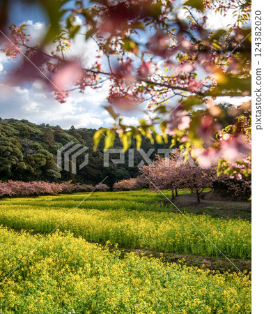 Rape flower field and Kawazu cherry tree in full bloom 124382020