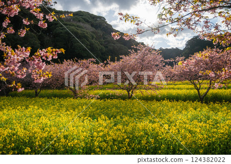 Rape flower field and Kawazu cherry tree in full bloom Rape flower field and Kawazu cherry tree in full bloom 124382022