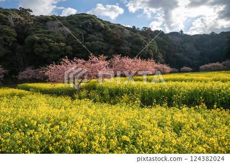 Rape flower field and Kawazu cherry tree in full bloom Rape flower field and Kawazu cherry tree in full bloom 124382024