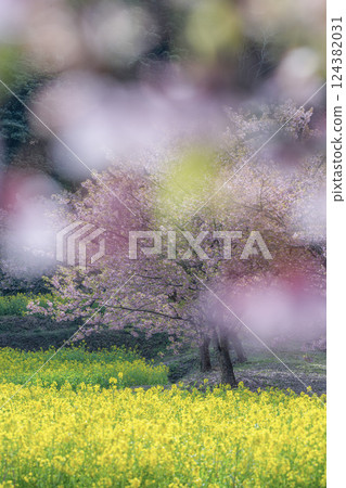 Rape flower field and Kawazu cherry tree in full bloom 124382031