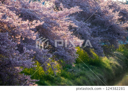 Canola flowers and Kawazu cherry blossoms in full bloom decorate the stream in spring 124382281
