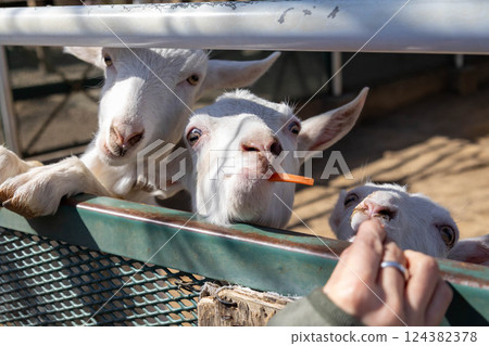 道之站綠花牧場奧戈山羊屋 124382378