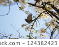 "Spring Scene of Cherry Blossoms and Brown-eared Bulbuls" Birds taking off and cherry blossoms 124382423