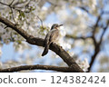 "Spring scenery of cherry blossoms and brown-eared bulbuls" Taking a break in the shade of cherry blossoms 124382424