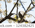 "Spring Scenes of Cherry Blossoms and Brown-eared Bulbuls" Gazing at Spring 124382425
