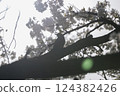"Spring Scene of Cherry Blossoms and Brown-eared Bulbuls" Backlit Birds and Cherry Blossoms 124382426