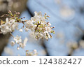 Close-up cherry blossoms 124382427