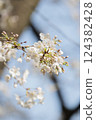 Close-up cherry blossoms 124382428