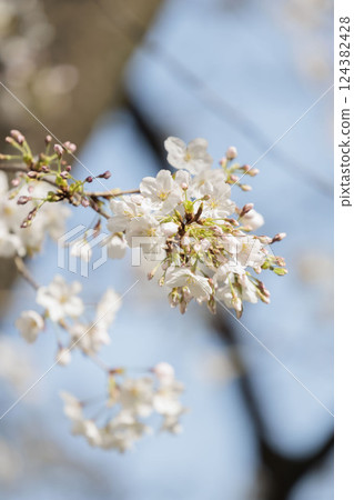 特寫櫻花 124382428