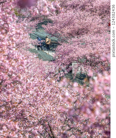Kawazu cherry blossoms in full bloom at 21st Century Forest Park in Iwaki, Fukushima Prefecture 124382436