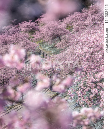 福島縣磐城市 21 世紀森林公園河津櫻花盛開 124382443