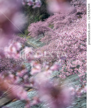 Kawazu cherry blossoms in full bloom at 21st Century Forest Park in Iwaki, Fukushima Prefecture Kawazu cherry blossoms in full bloom at 21st Century Forest Park in Iwaki, Fukushima Prefecture 124382444