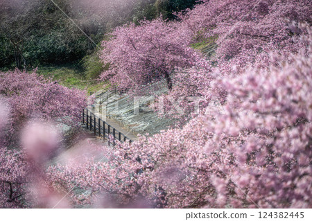 Kawazu cherry blossoms in full bloom at 21st Century Forest Park in Iwaki, Fukushima Prefecture 124382445