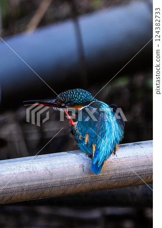 Kingfish on the waterside 124382733