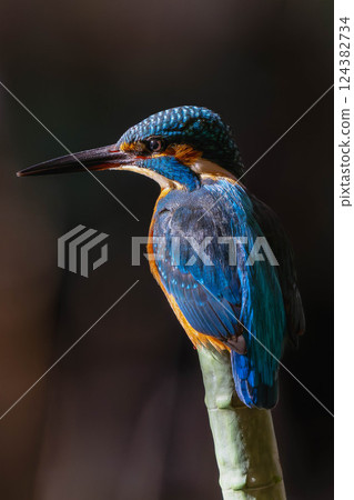 Kingfisher 124382734
