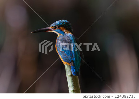 Kingfisher staying on a branch 124382735