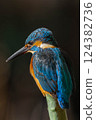 Kingfisher 124382736