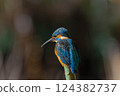 Kingfisher 124382737