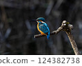 Kingfisher staying on a branch 124382738
