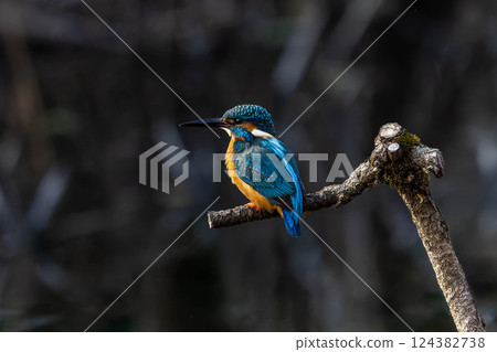 翠鳥住在樹枝上 翠鳥住在樹枝上 124382738