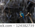 Kingfisher 124382739