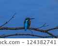 Kingfisher of the river side 124382741