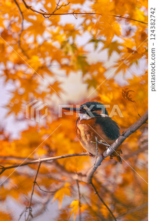 楓樹和翠鳥 楓樹和翠鳥 124382742