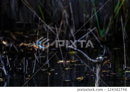 Kingfisher flying around 124382748