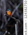 Kingfisher 124382750