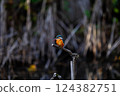 Kingfisher staying on a branch 124382751
