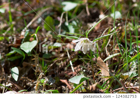 春天的野草 Izumokobaimo 124382753