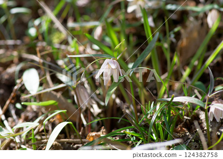 Wild grasses of spring Izumokobaimo Wild grasses of spring Izumokobaimo 124382758