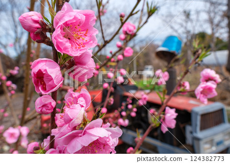 Peach blossoms and tractor Peach blossoms and tractor 124382773