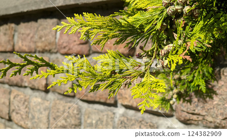 Close up of evergreen conifer plant Thuja occidentalis or Arborvitae or Western red cedar with green leaves outdoor on stone wall background. Springtime natural background, macro shot, shallow focus. 124382909