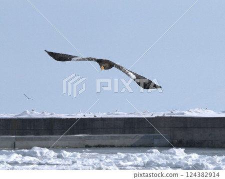 Northern Goshawk Arrival Northern Goshawk Arrival 124382914