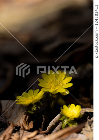 早春的里山福壽莊盛開 早春的里山福壽莊盛開 124383413