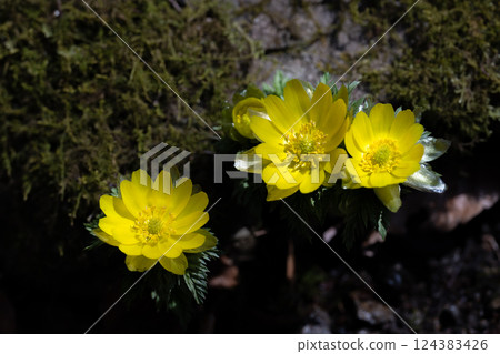 早春的里山福壽莊盛開 124383426