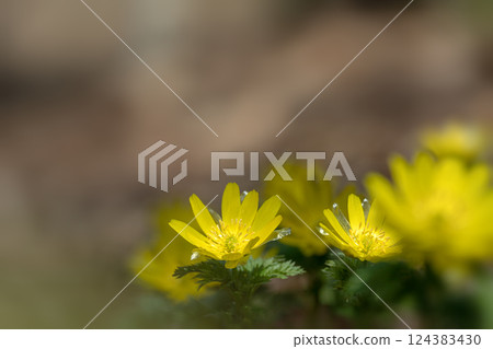 Fukujusou blooming in Satoyama in early spring 124383430